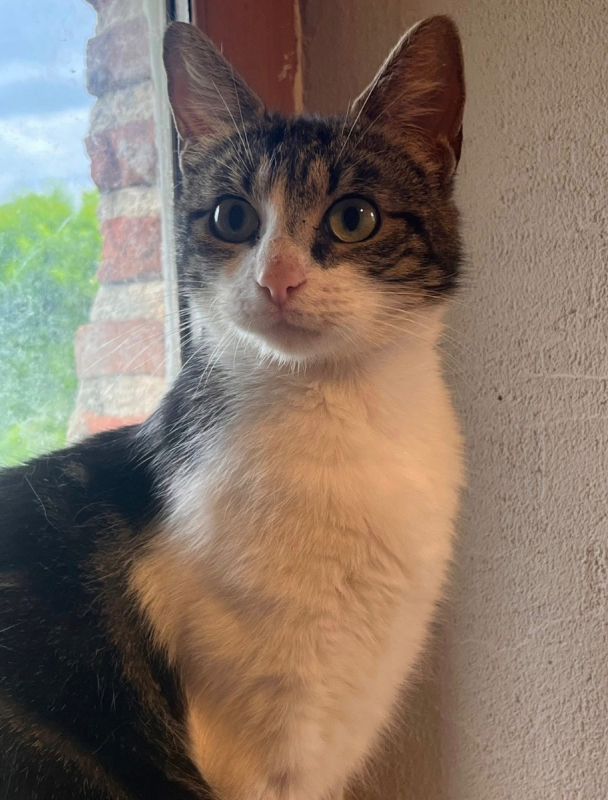 Photo #2 de Violetta