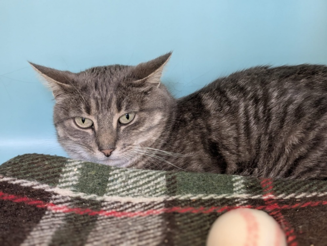 Photo #1 de Pussycat