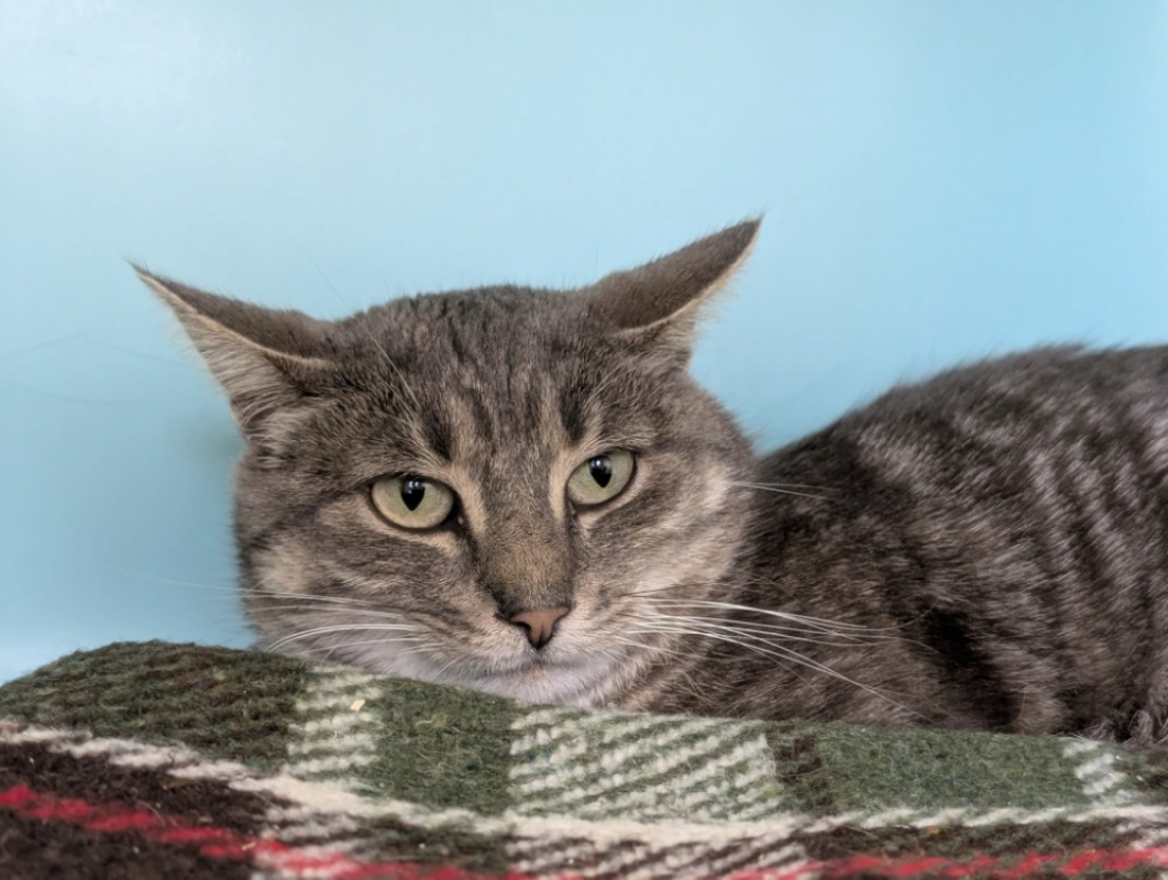 Photo #2 de Pussycat