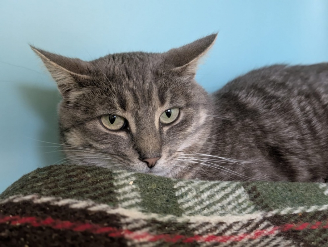 Photo #3 de Pussycat