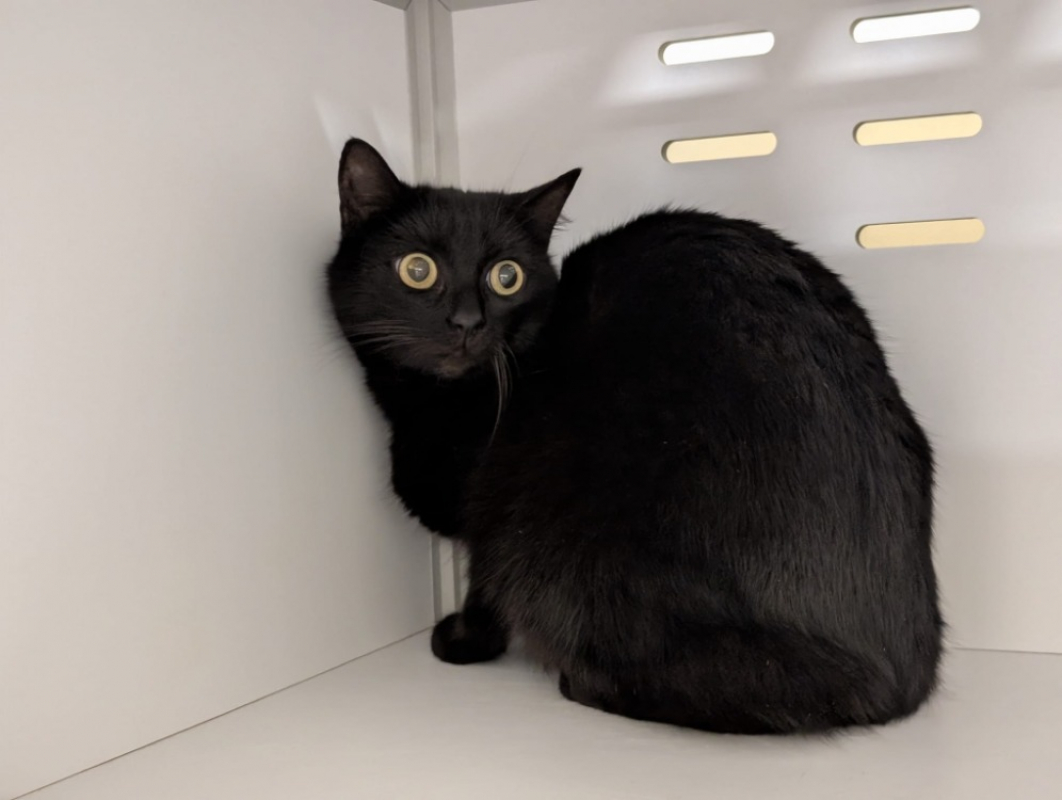 Photo #2 de Hermione