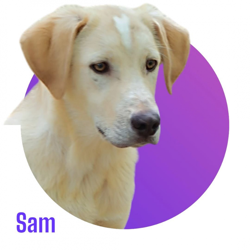 Photo #4 de Sam