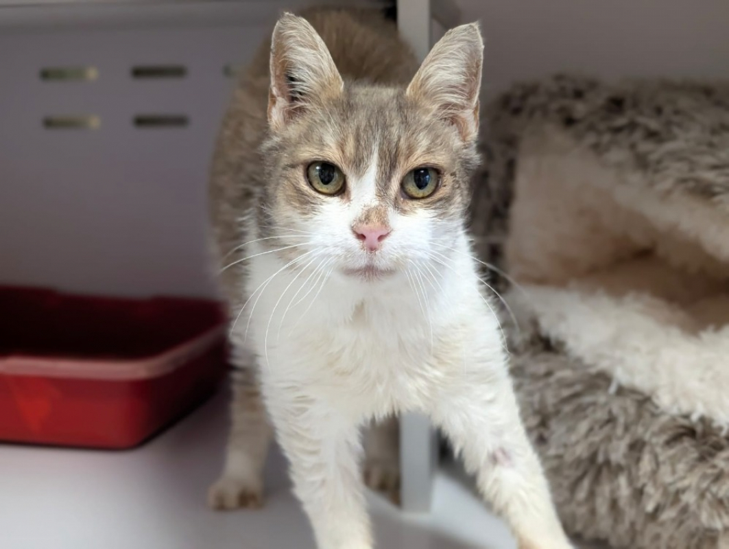 Photo #1 de Grisette