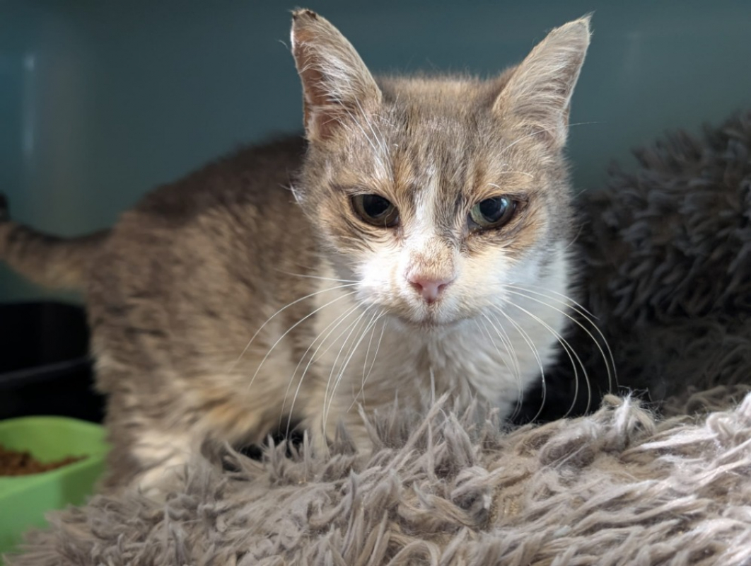 Photo #2 de Grisette