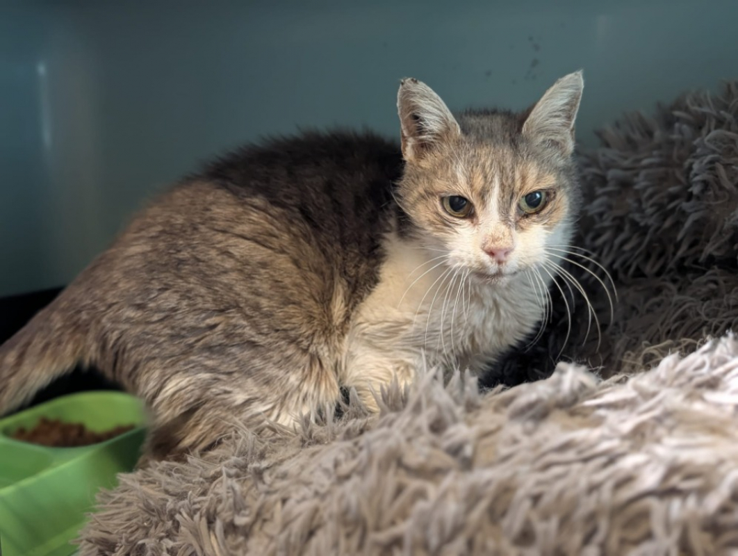 Photo #3 de Grisette