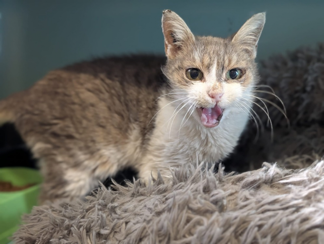 Photo #4 de Grisette