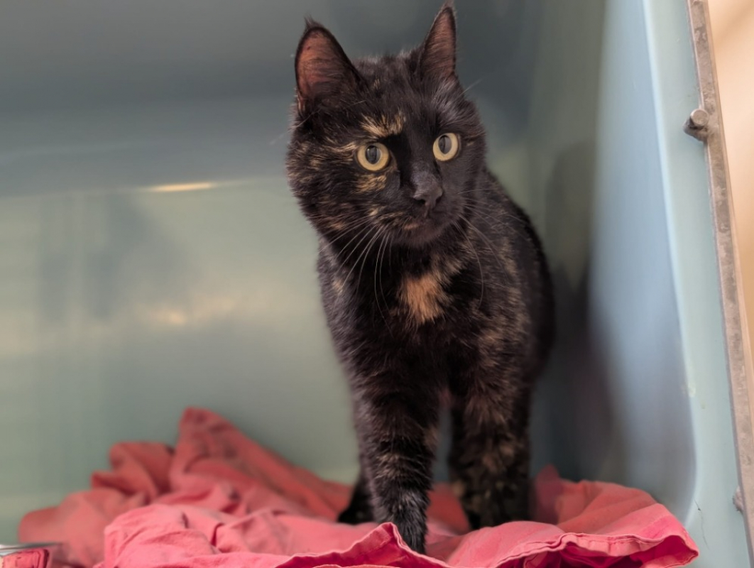 Photo #1 de Etincelle