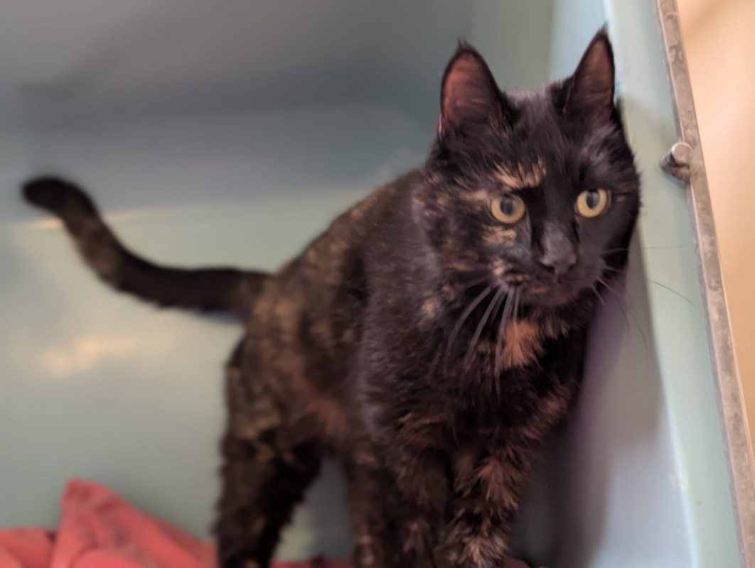 Photo #2 de Etincelle