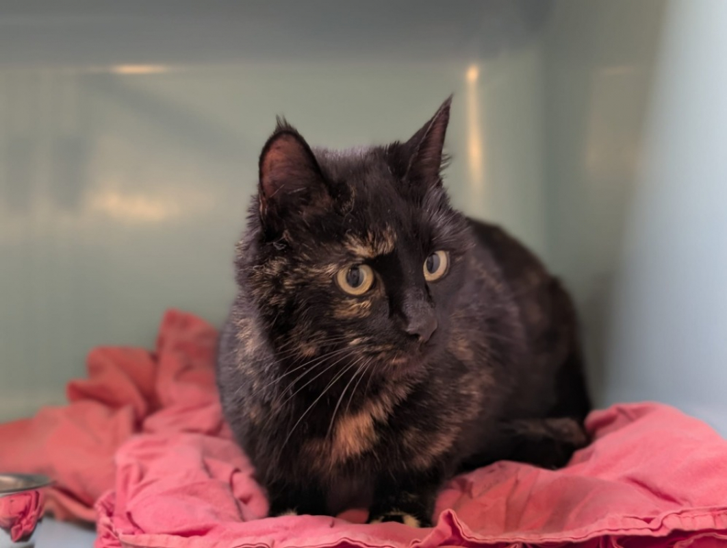 Photo #3 de Etincelle