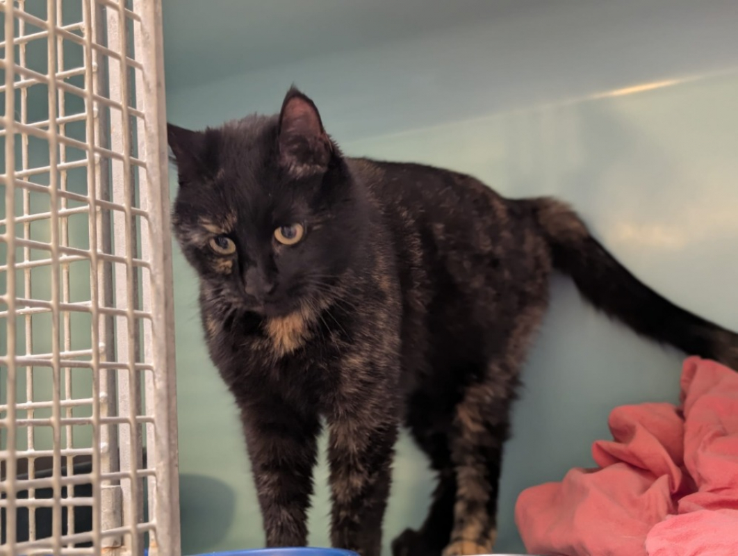 Photo #4 de Etincelle