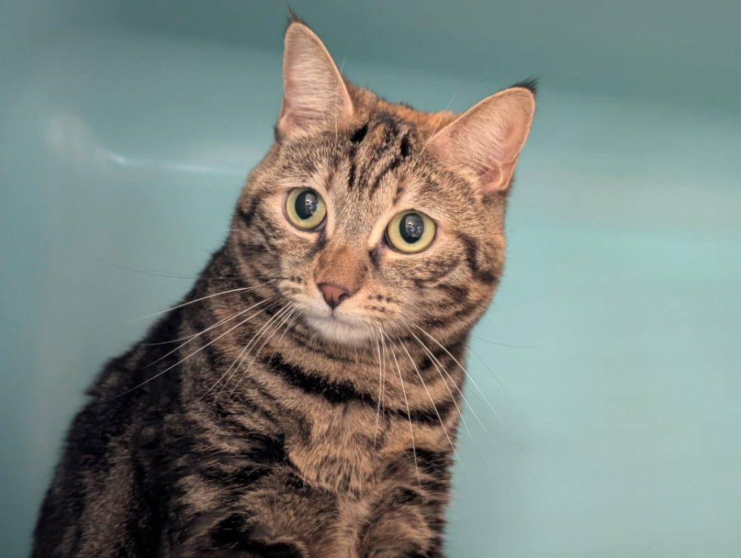 Photo #1 de Una dite nana