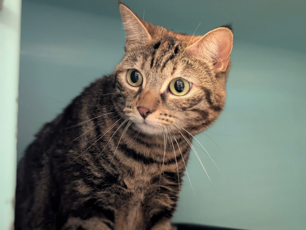 Photo #2 de Una dite nana