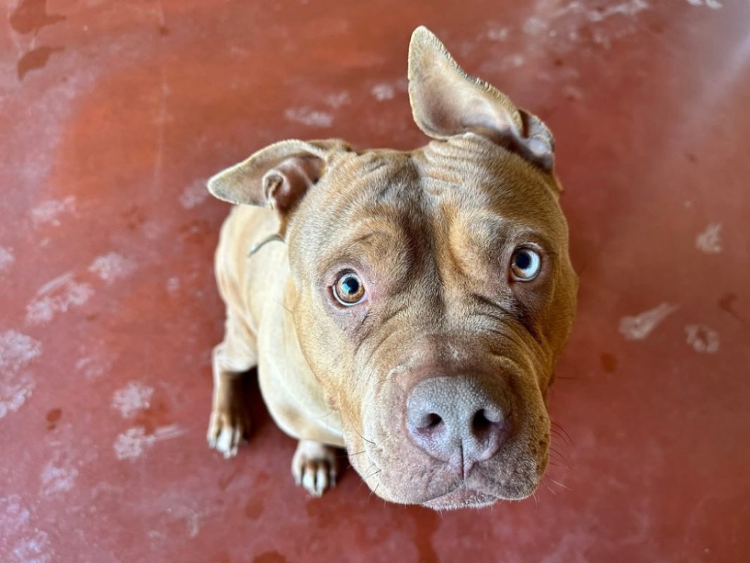 Sookie - Chien à adopter