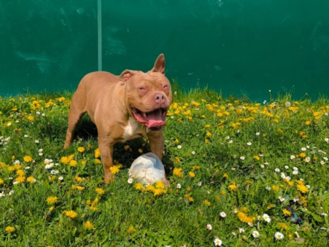 Sookie - Chien à adopter - photo 2