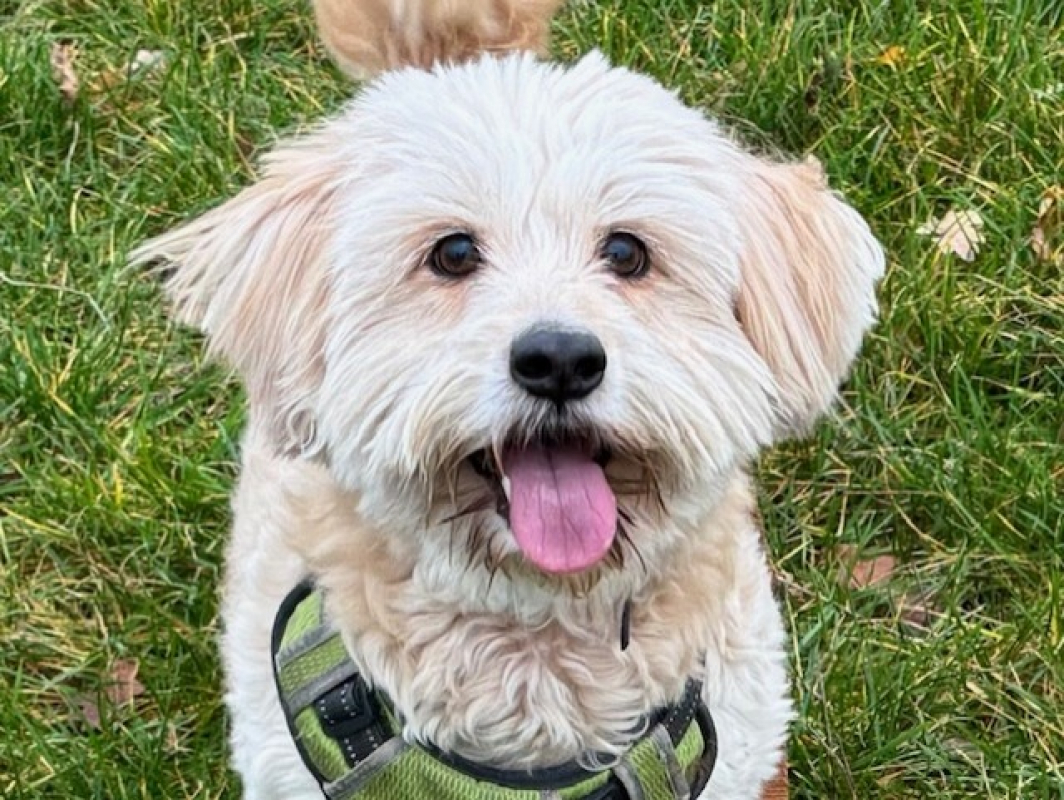 Photo #1 de Nounours