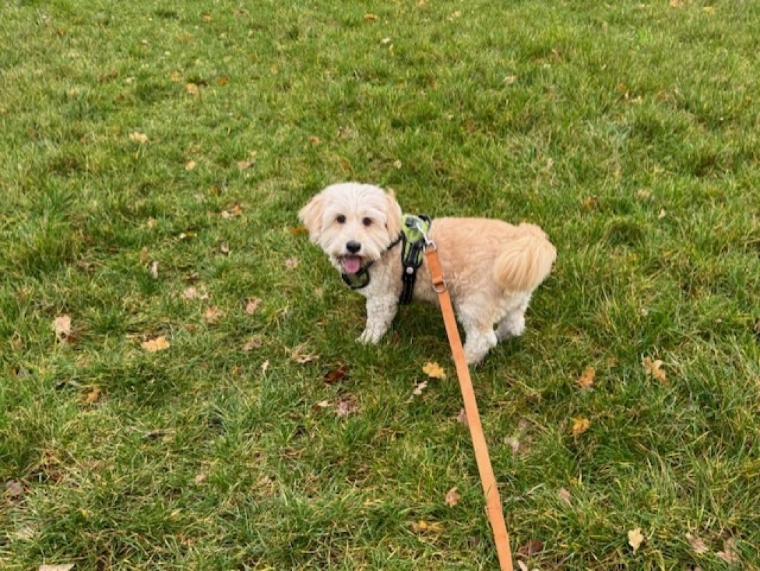 Photo #2 de Nounours