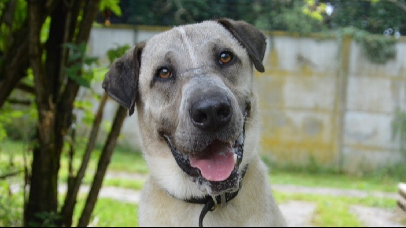 Photo #1 de Orky