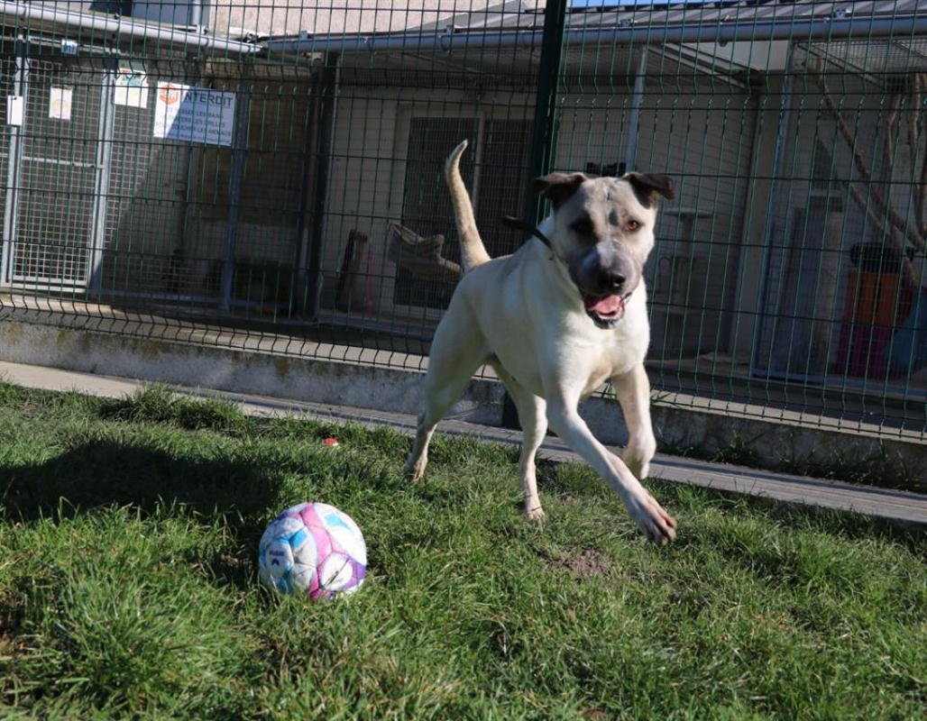 Photo #4 de Orky