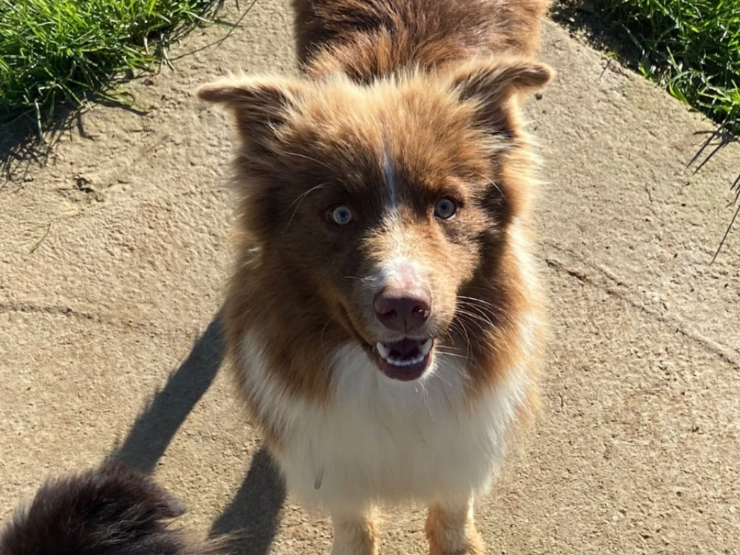 Photo #2 de Chocobon