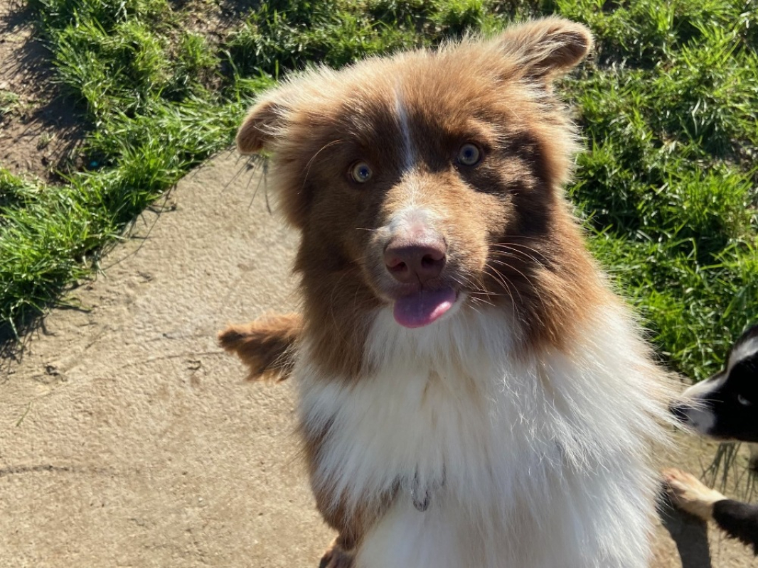 Photo #3 de Chocobon