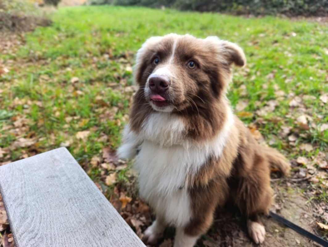 Photo #4 de Chocobon