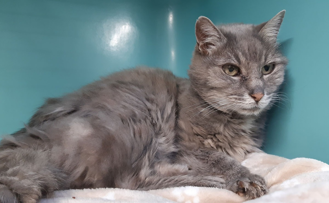 Photo #1 de Calliopé