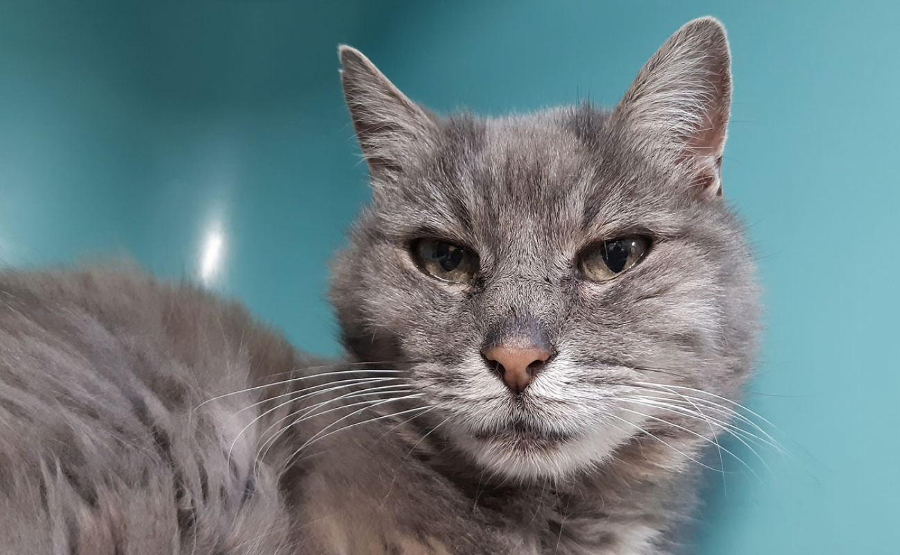 Photo #2 de Calliopé