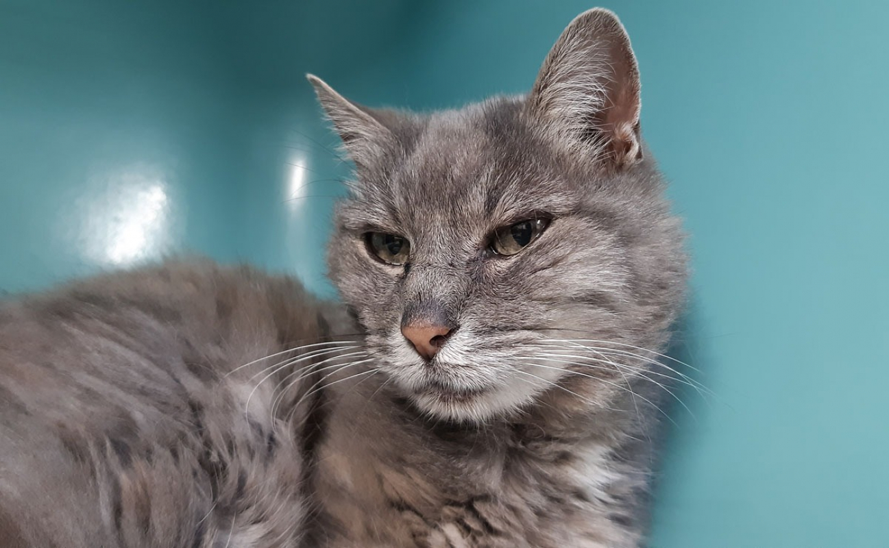 Photo #3 de Calliopé