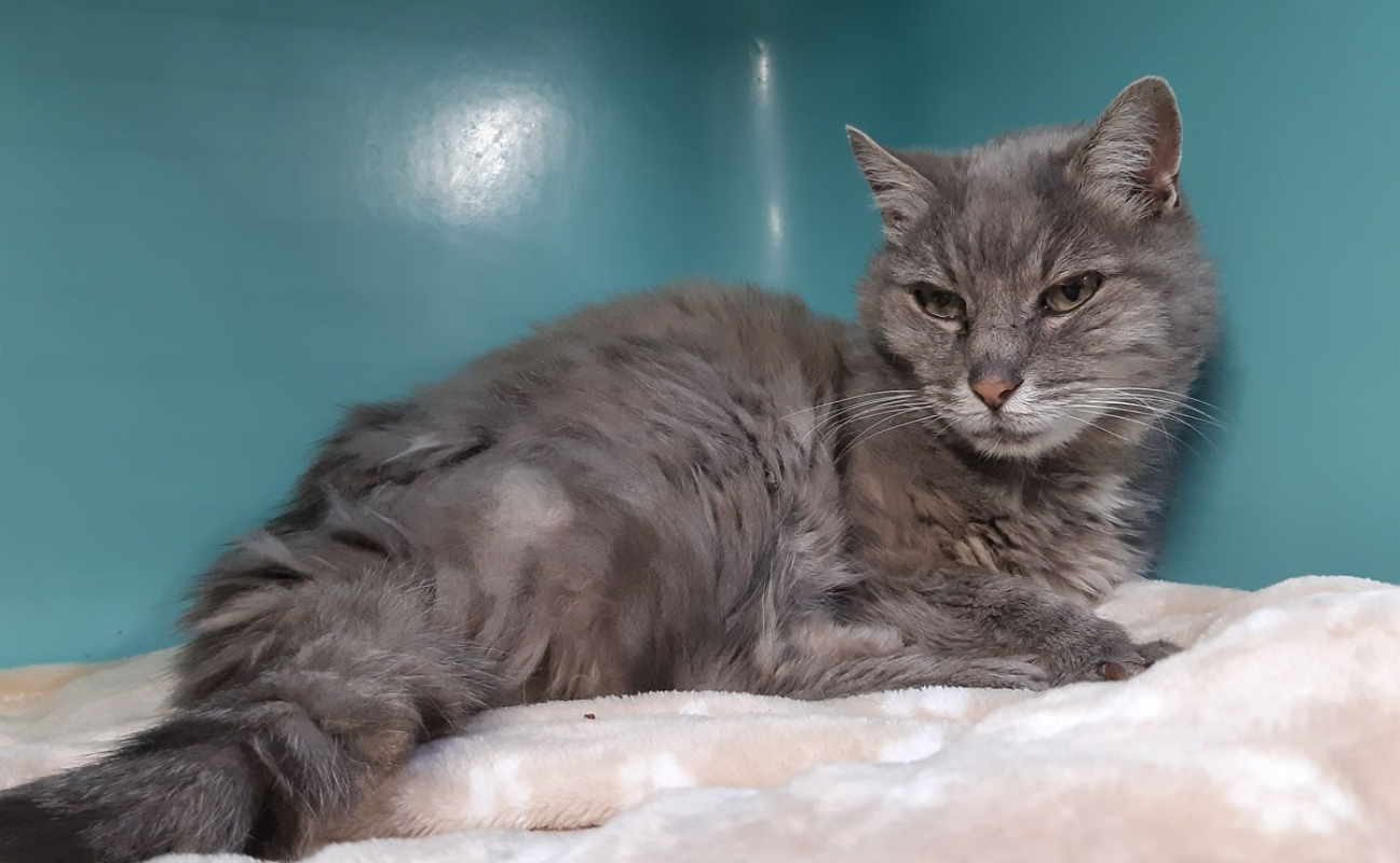 Photo #4 de Calliopé