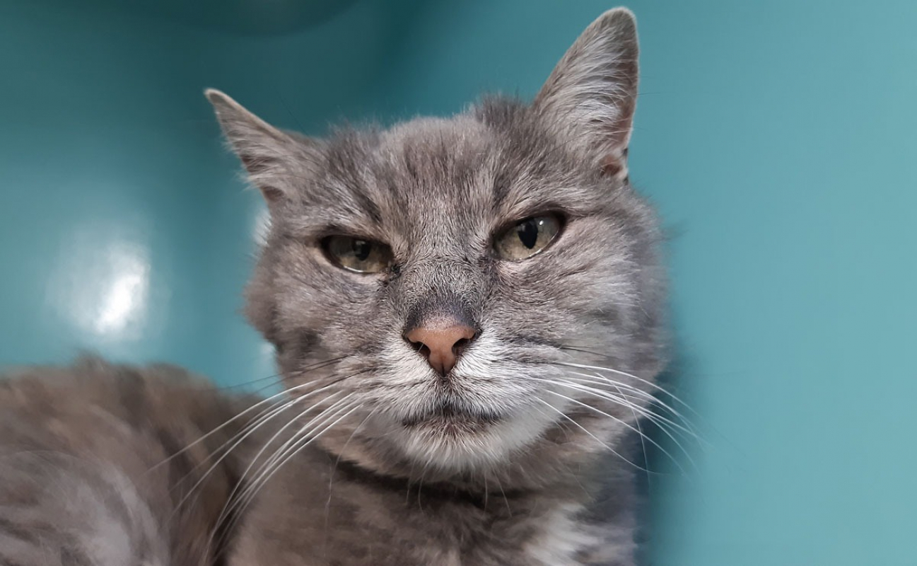 Photo #5 de Calliopé