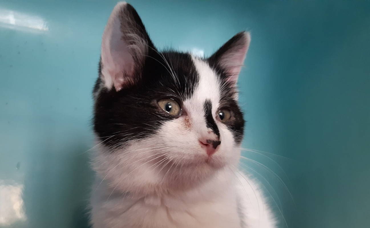 Photo #1 de Mustucru