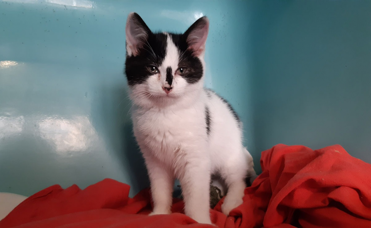 Photo #2 de Mustucru