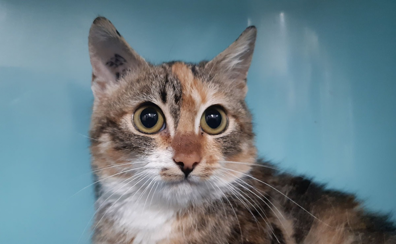 Photo #1 de Gingembre