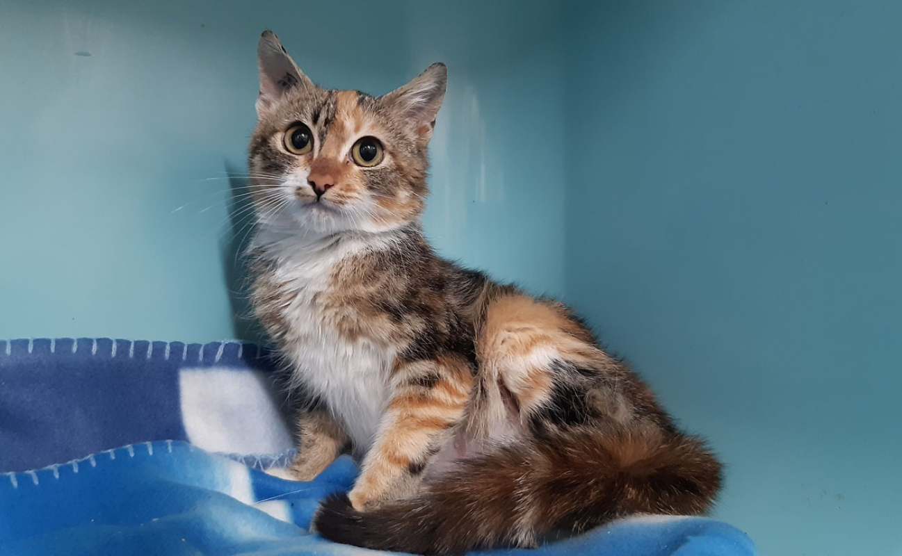 Photo #2 de Gingembre