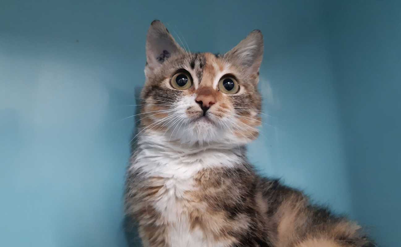 Photo #3 de Gingembre