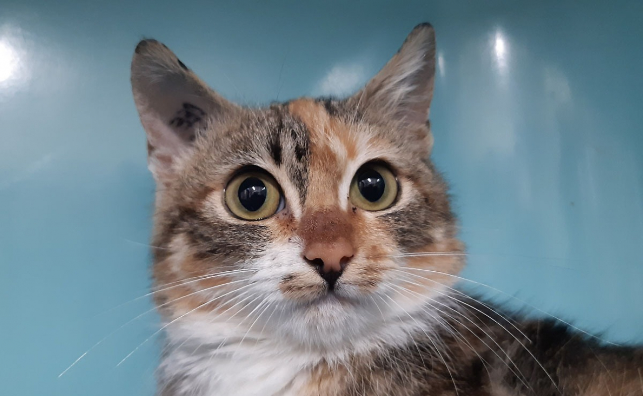 Photo #4 de Gingembre