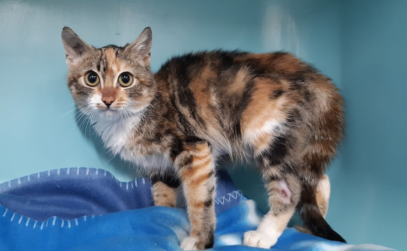 Photo #5 de Gingembre