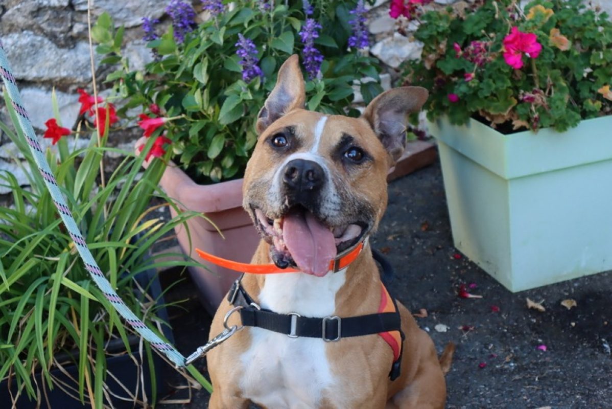 Diabolo - Chien Bouledogue Américain à adopter