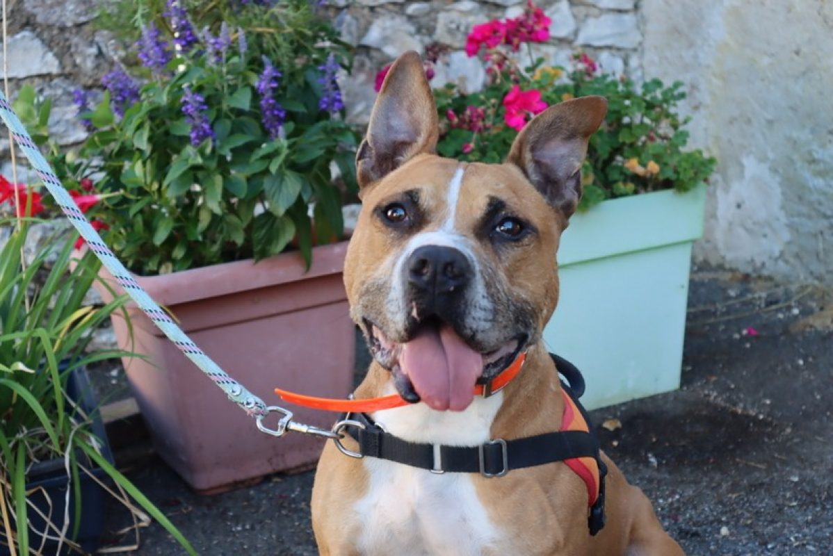 Diabolo - Chien Bouledogue Américain à adopter - photo 2