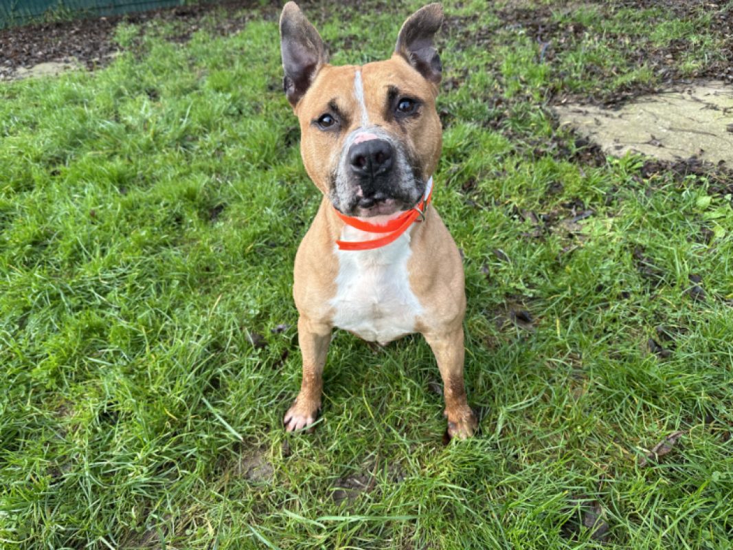 Diabolo - Chien Bouledogue Américain à adopter - photo 3