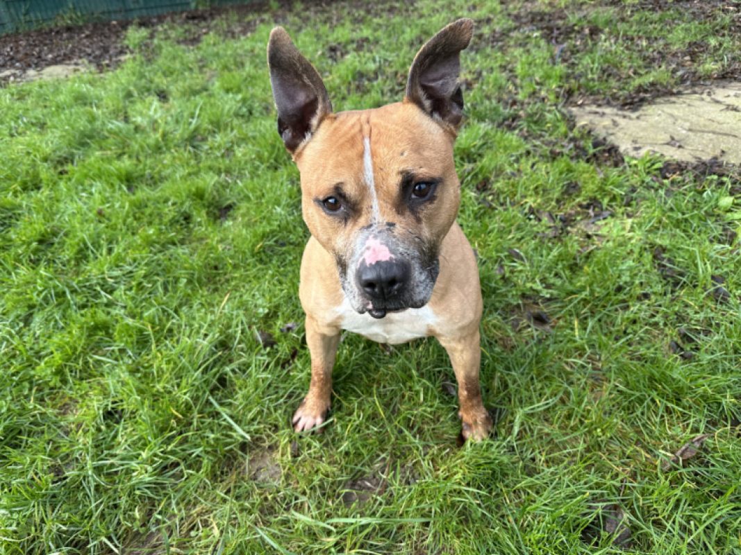 Diabolo - Chien Bouledogue Américain à adopter - photo 4