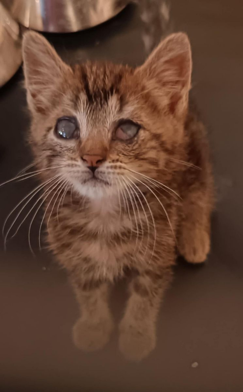 Photo de Pierrot