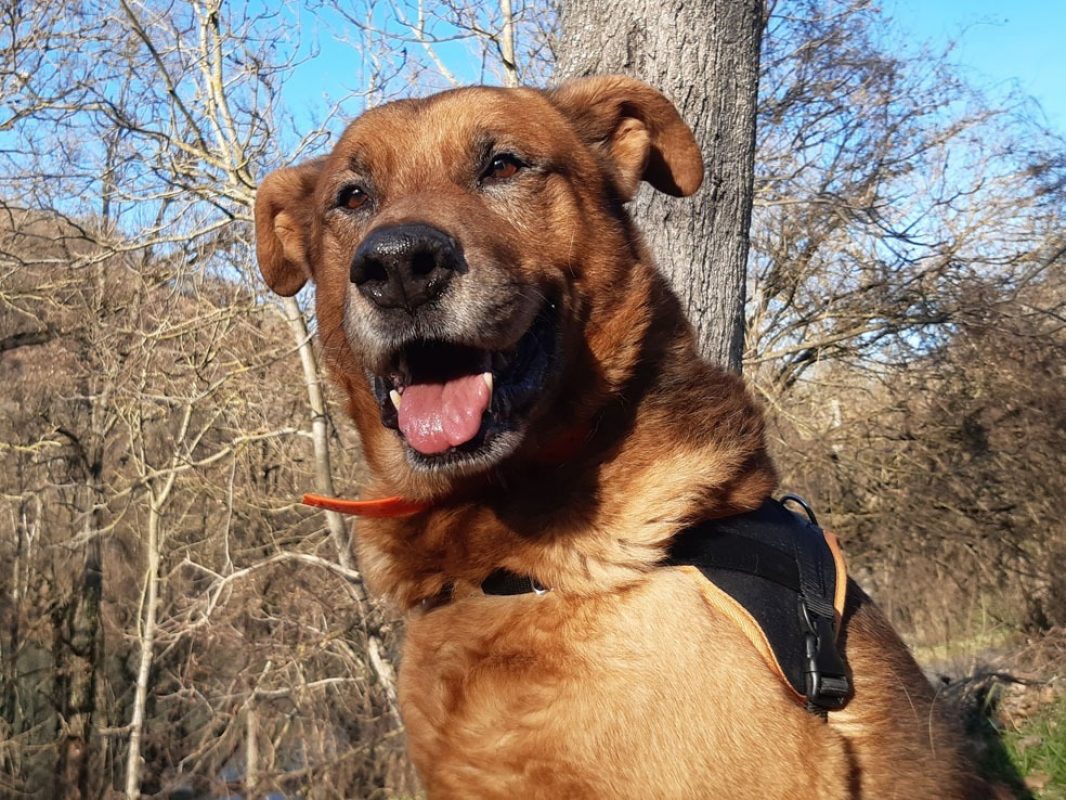Tyson - Chien à adopter