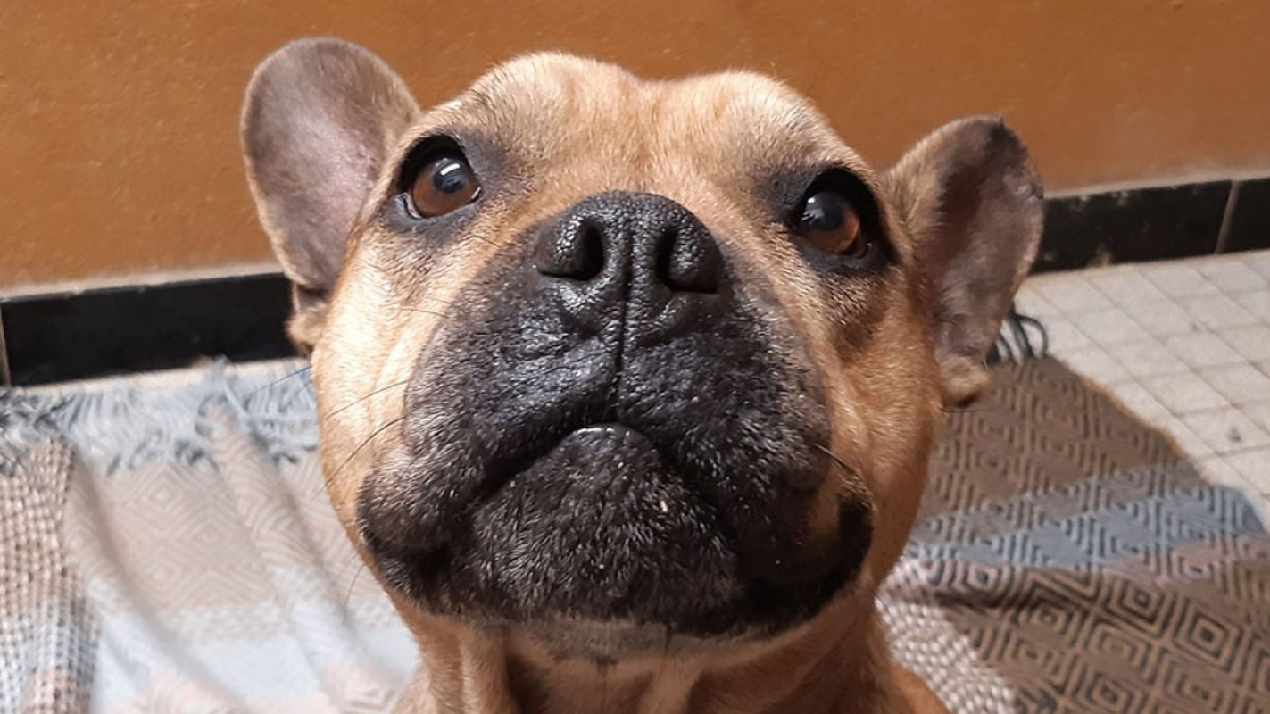 Photo #1 de Princesse