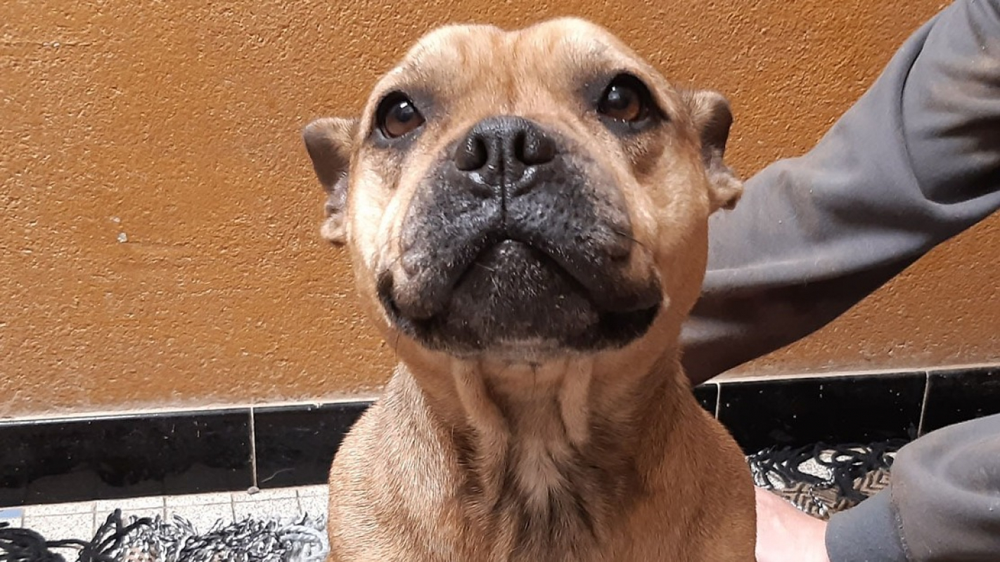 Photo #2 de Princesse