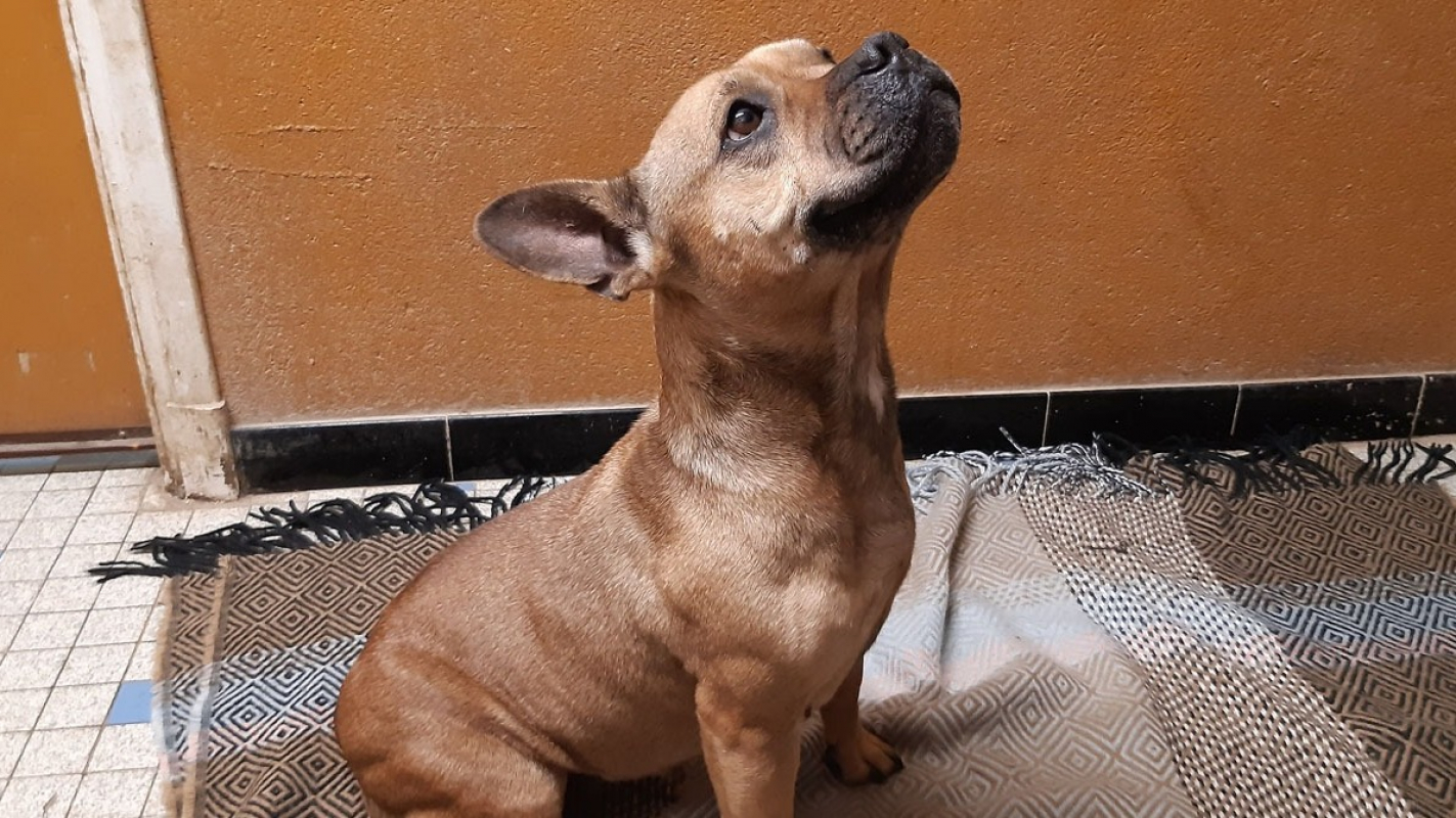 Photo #3 de Princesse