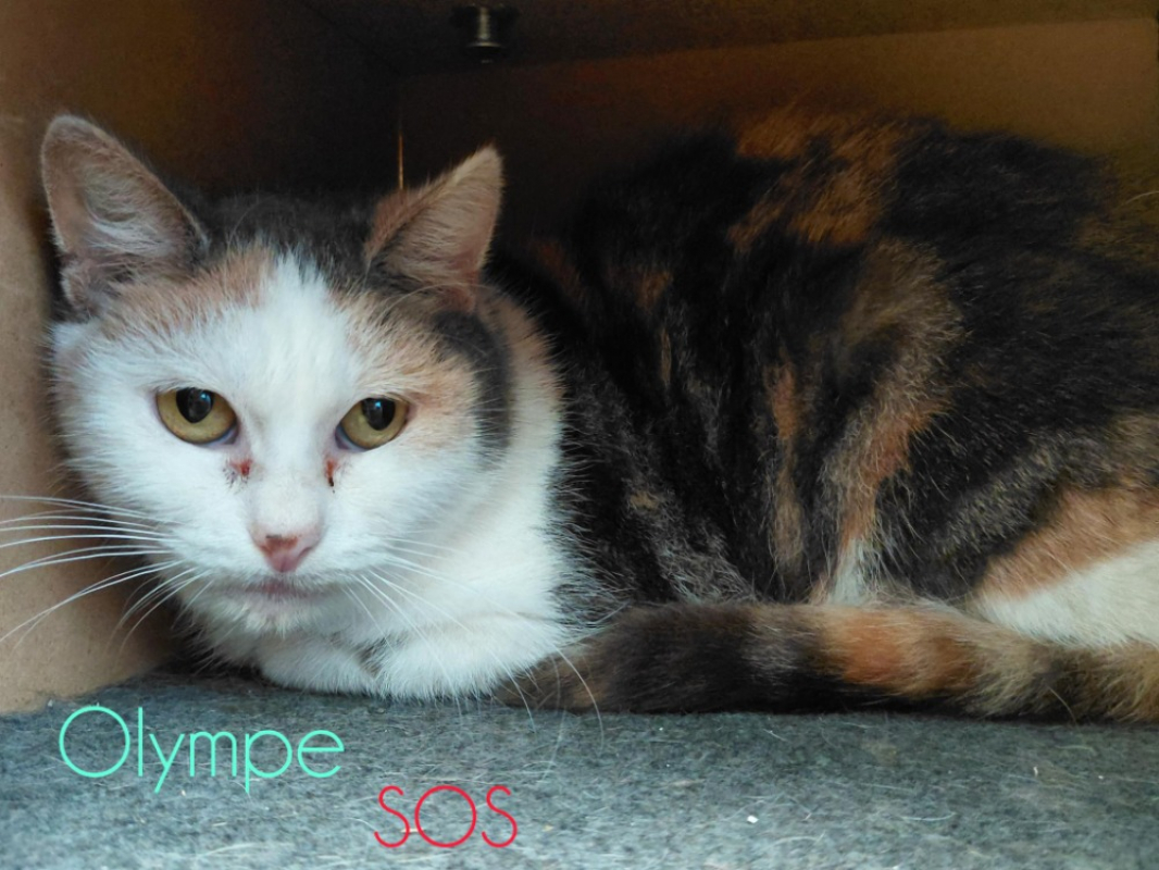 Photo #2 de Olympe