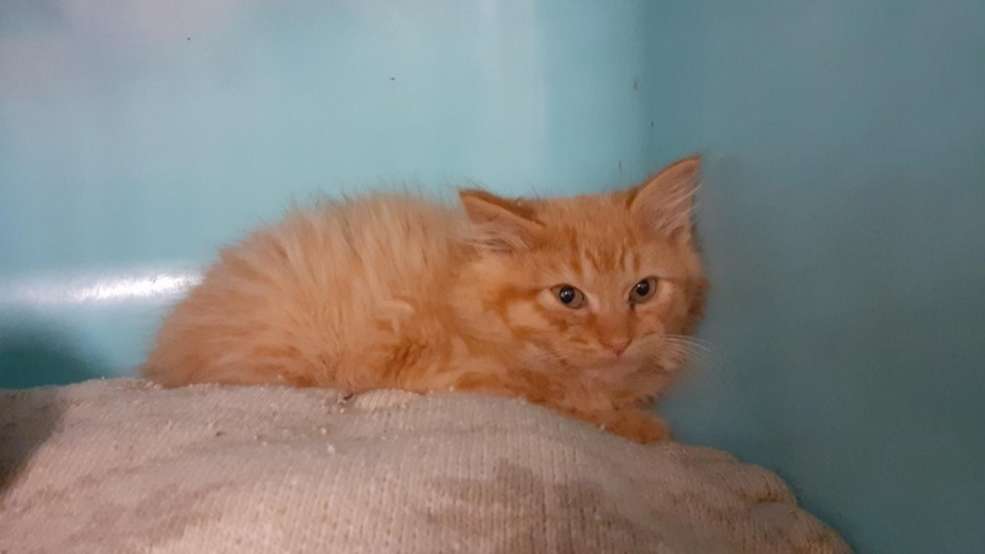 Photo #1 de Toutti fruity