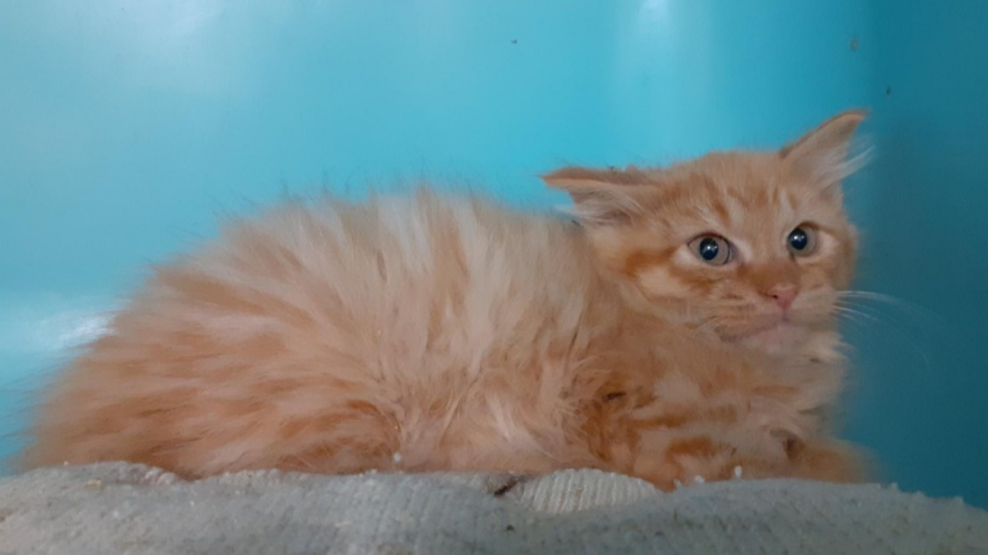 Photo #2 de Toutti fruity