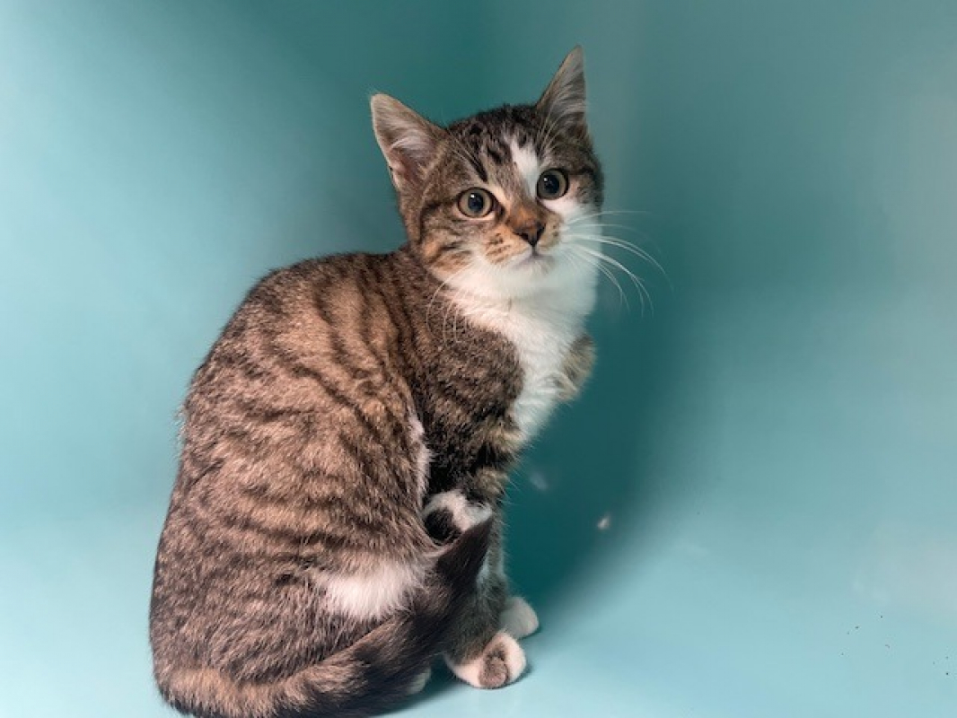 Photo #1 de Froufrou